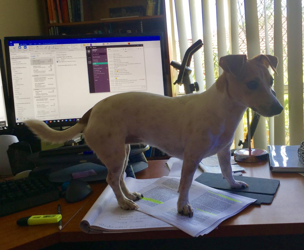 Ruby the dog on my desk